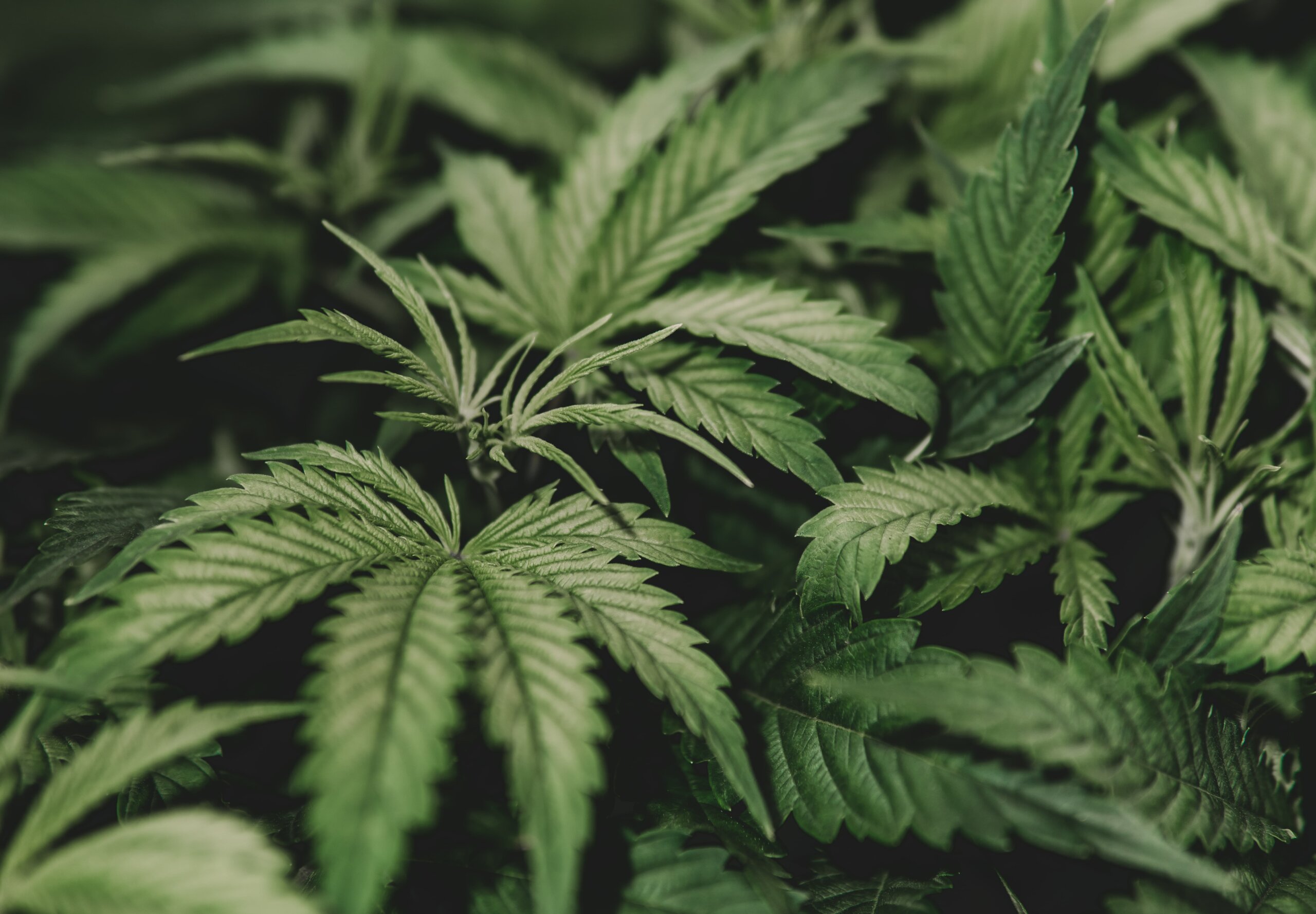 Congress Needs to Sync Banking Laws, Legal Pot  Financing