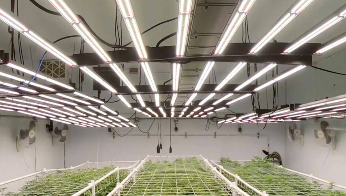 Adjust Temperature When Growing with LED - Hawthorne Gardening Co.