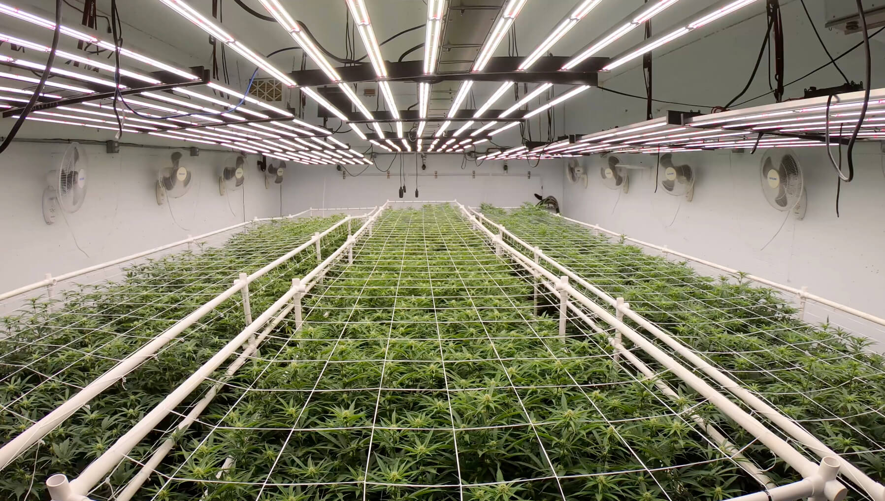 Gavita-LED-grow Irrigation Essentials – Webinar