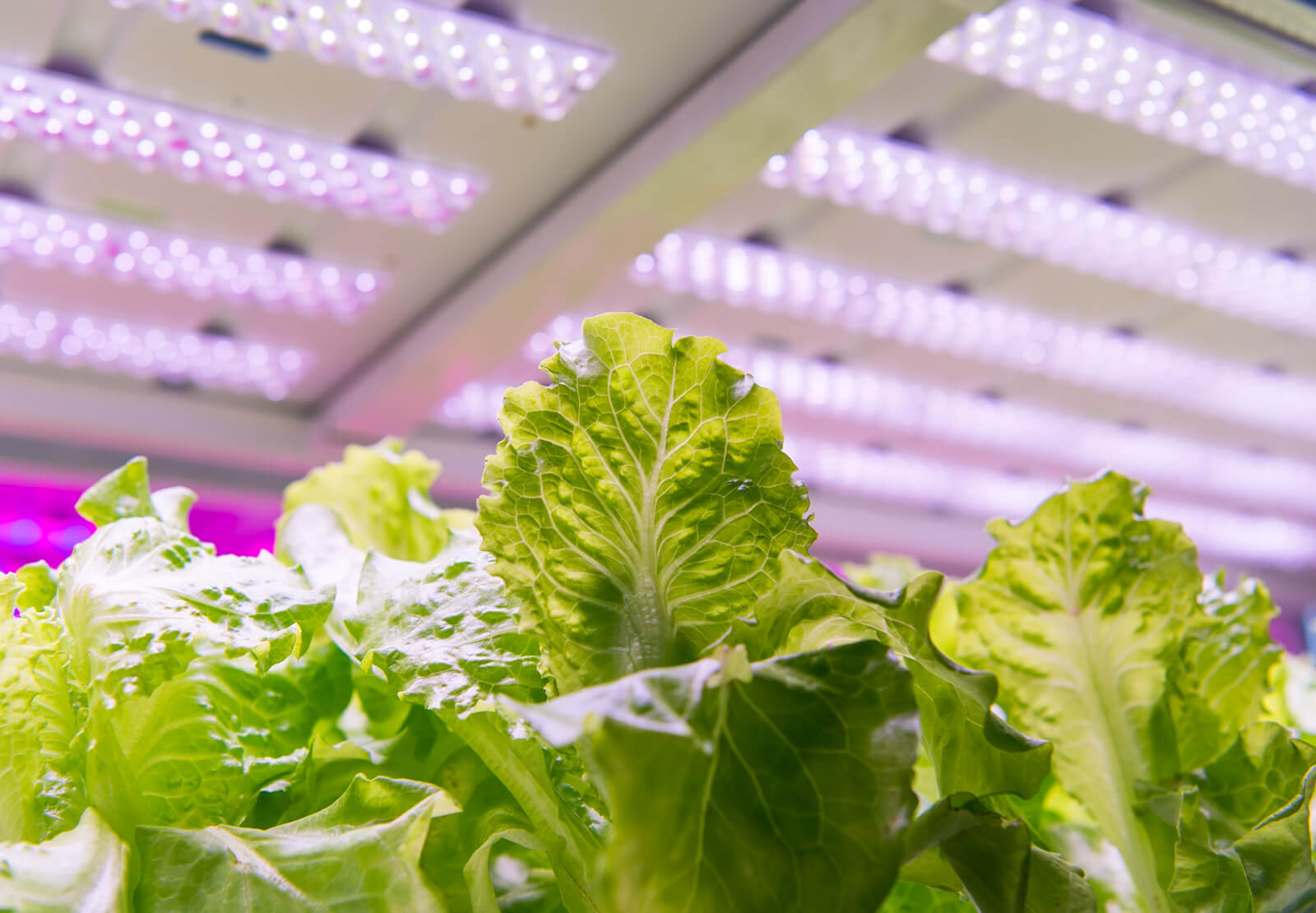 Converting from HPS to LED: Key Considerations - Hawthorne Gardening Co.