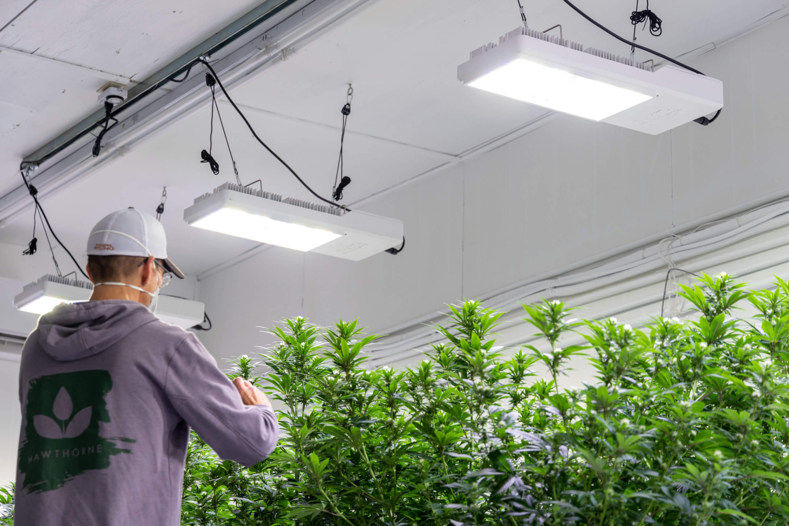 Adjust Temperature When Growing with LED