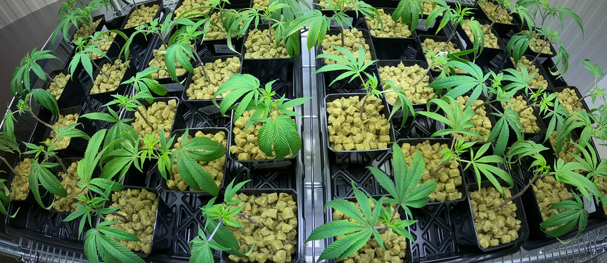 Kelowna_Mothers Flowr and Hawthorne Canada Complete North America’s First Cannabis Research and Development Facility of its Kind