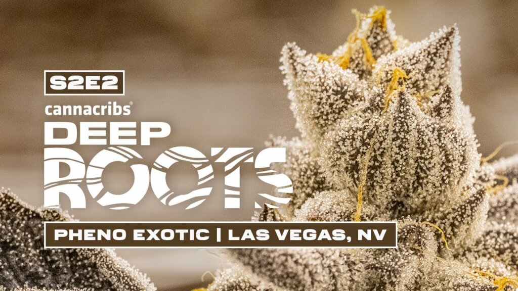 Deep Roots – Pheno Exotic