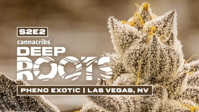 Deep Roots – Pheno Exotic