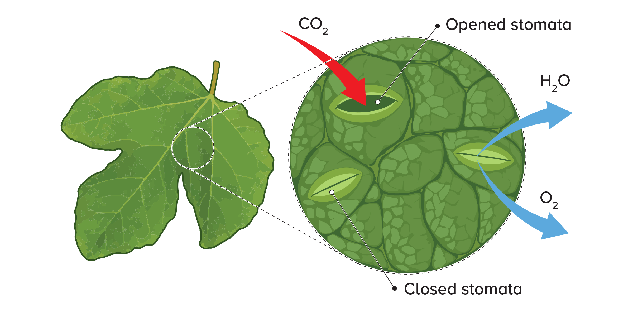 Untitled-2-1 Irrigation Essentials – Webinar
