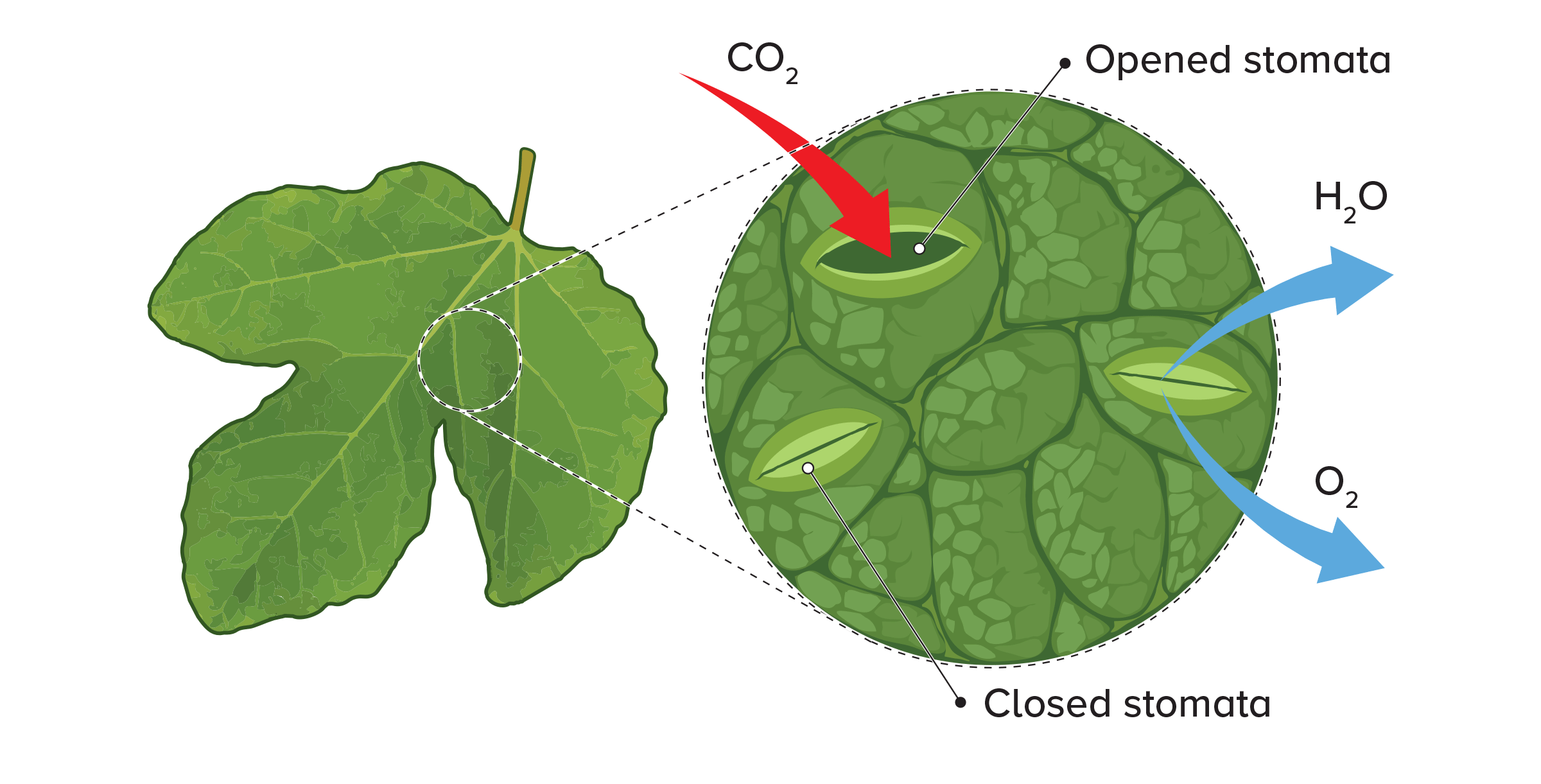 Irrigation Essentials – Webinar