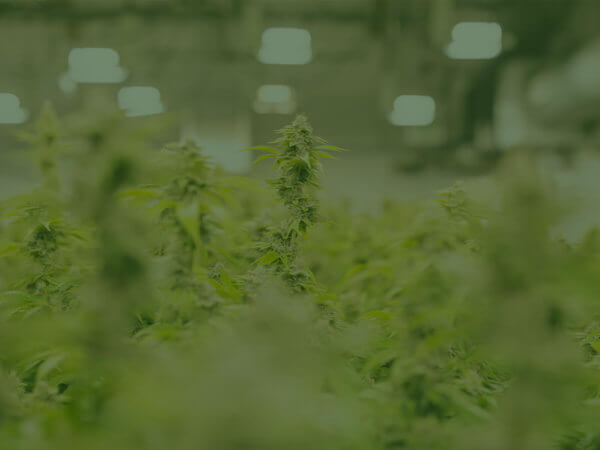 backgrounds_cannabis-light-blur-istock-864453872-overlay-10350a-1600px