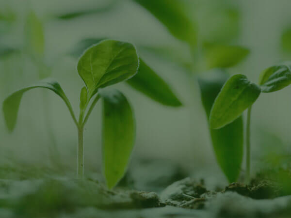 backgrounds_growth-overlay-10350a-1600px