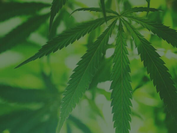 Building a More Sustainable Cannabis Industry