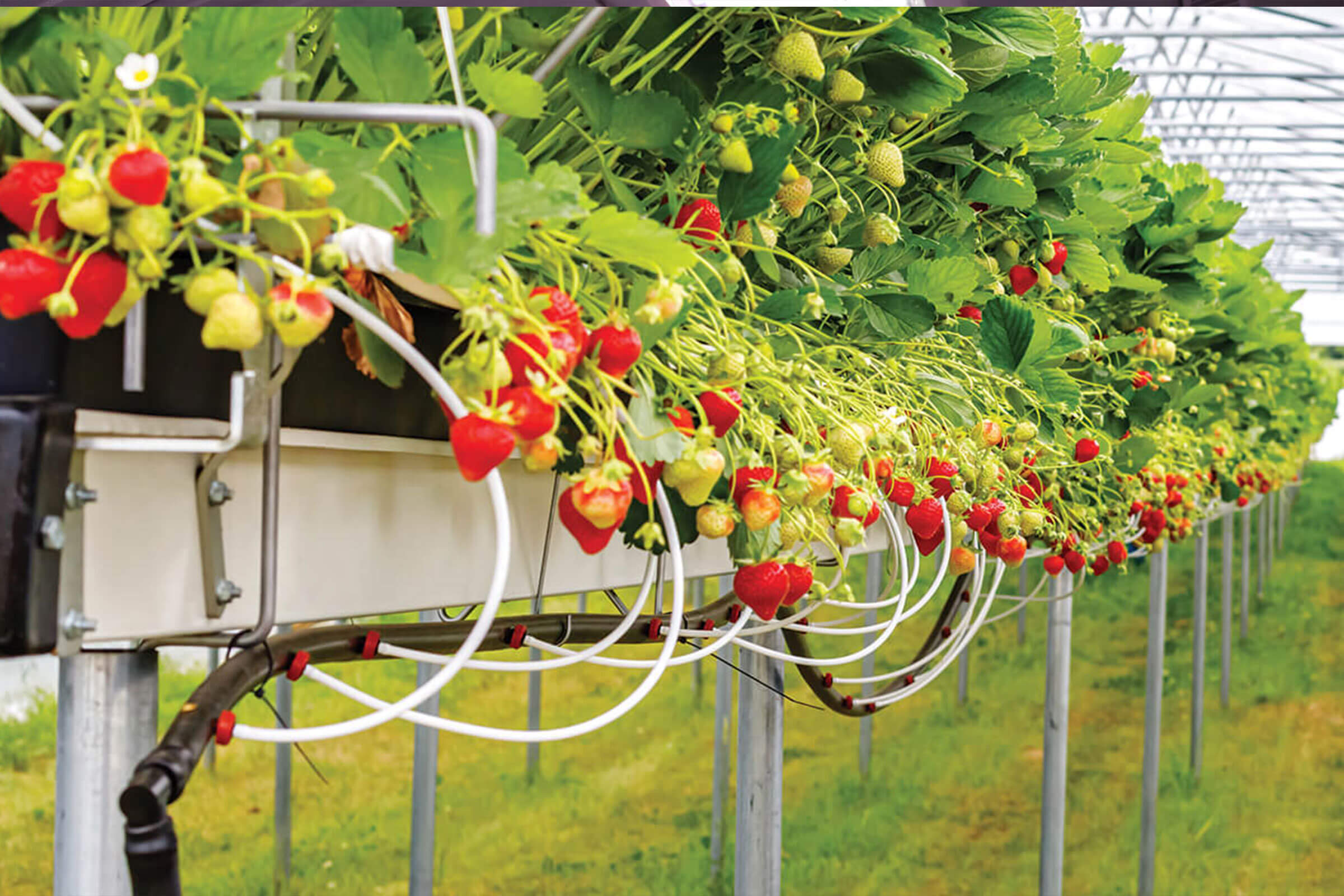 drip irrigation system