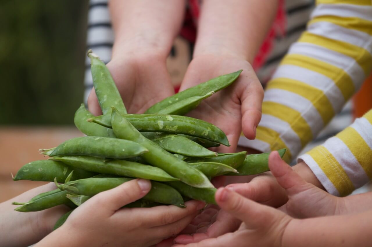 Hydroponic garden extends growing season and nutrition opportunities