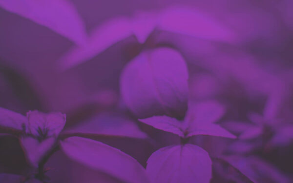 hero-cutaway-purp-1600-1