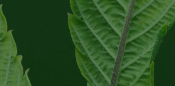 Integrated Pest Management