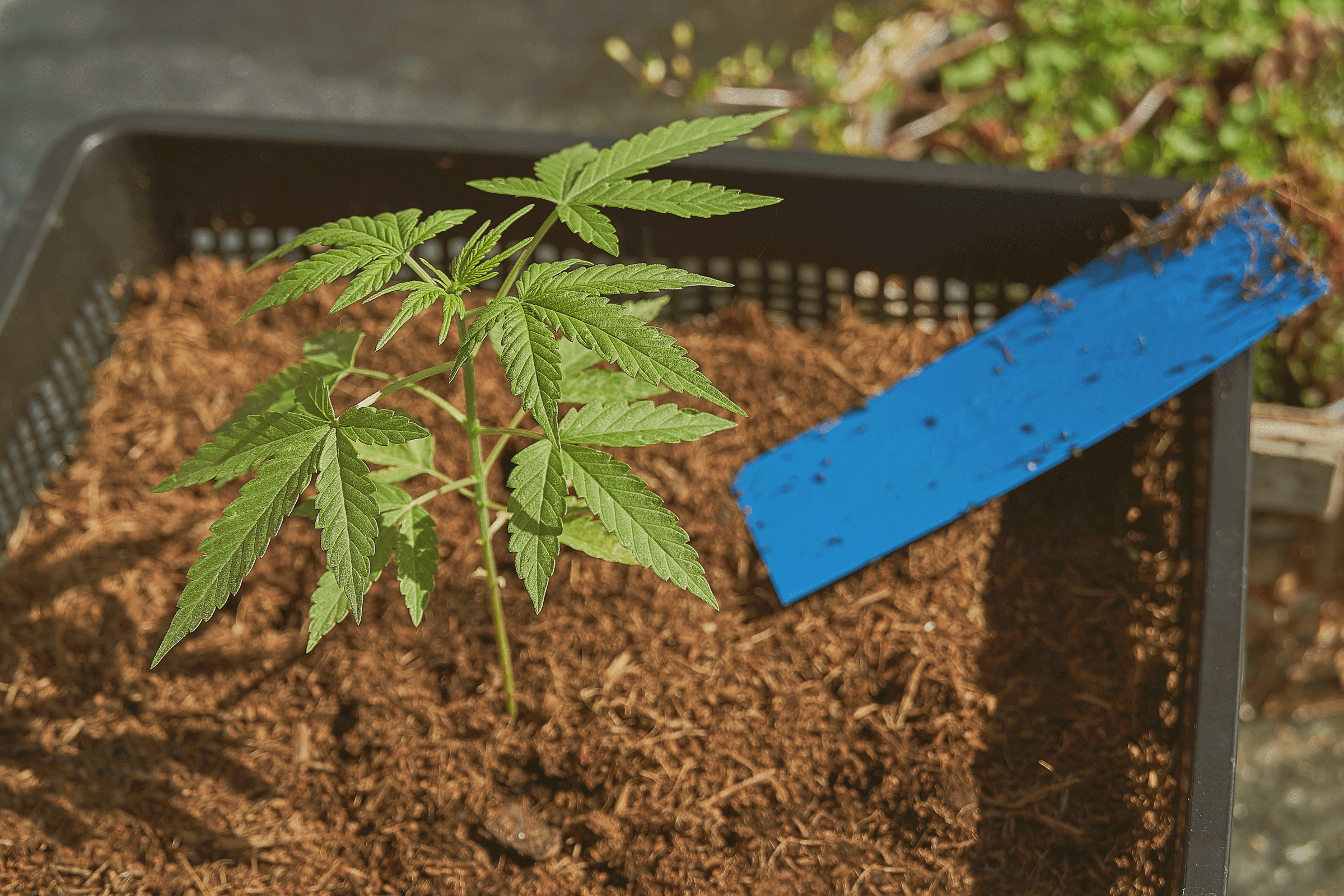 shutterstock_1508592185-1 Major CBD Hemp Pests In Controlled Environments