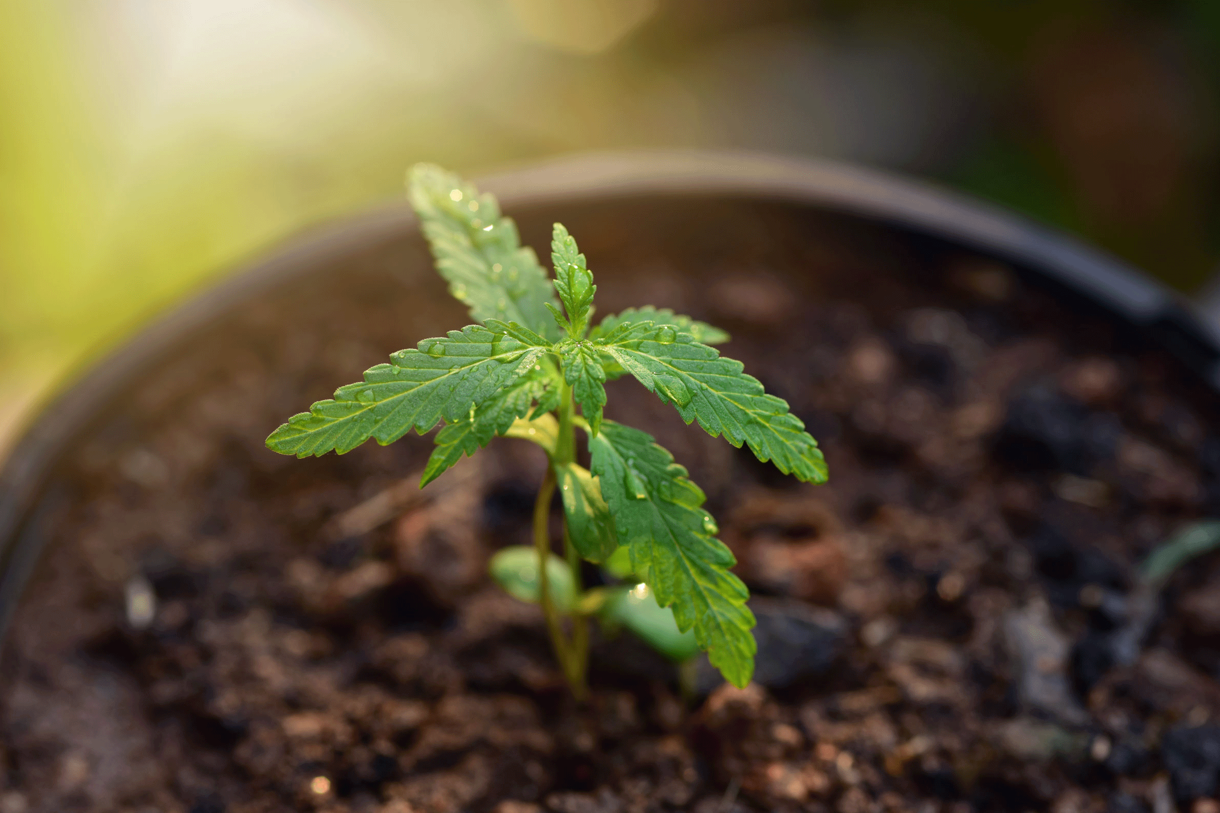 Pesticides and CBD Hemp Growth Stages