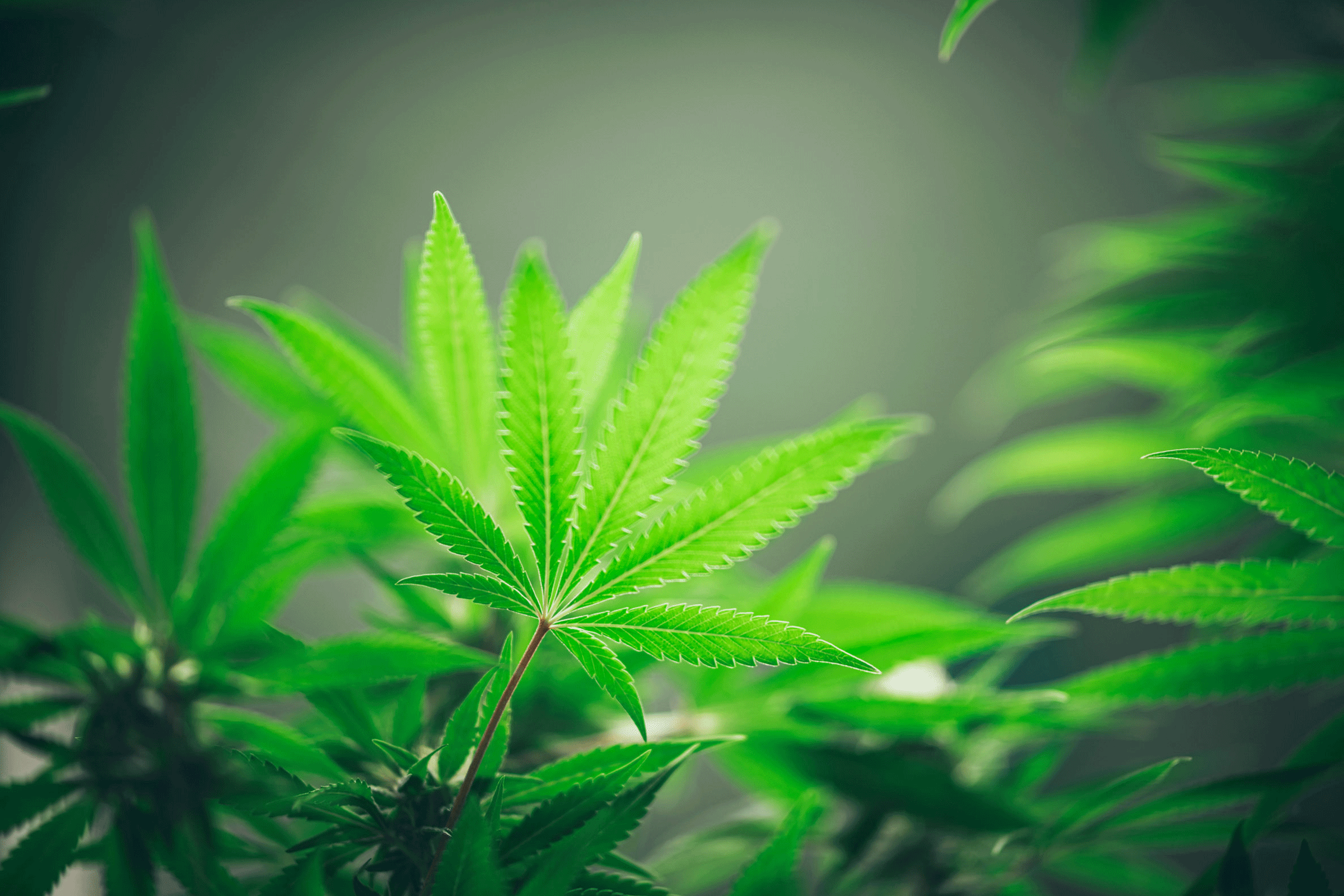 Pesticides and CBD Hemp Growth Stages