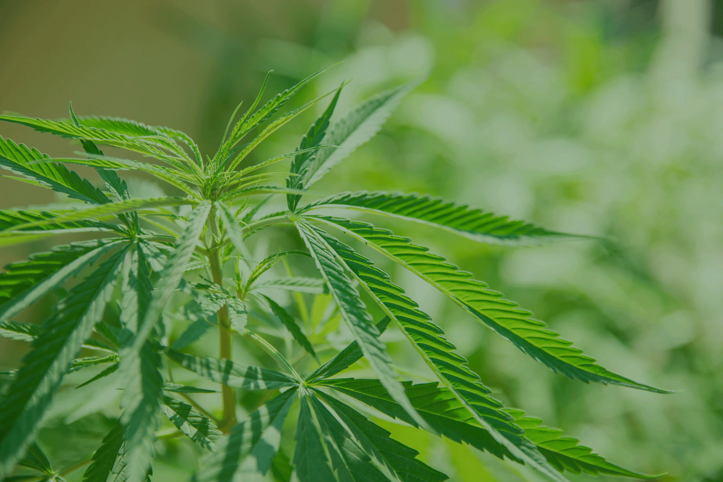 Pesticides and CBD Hemp Growth Stages