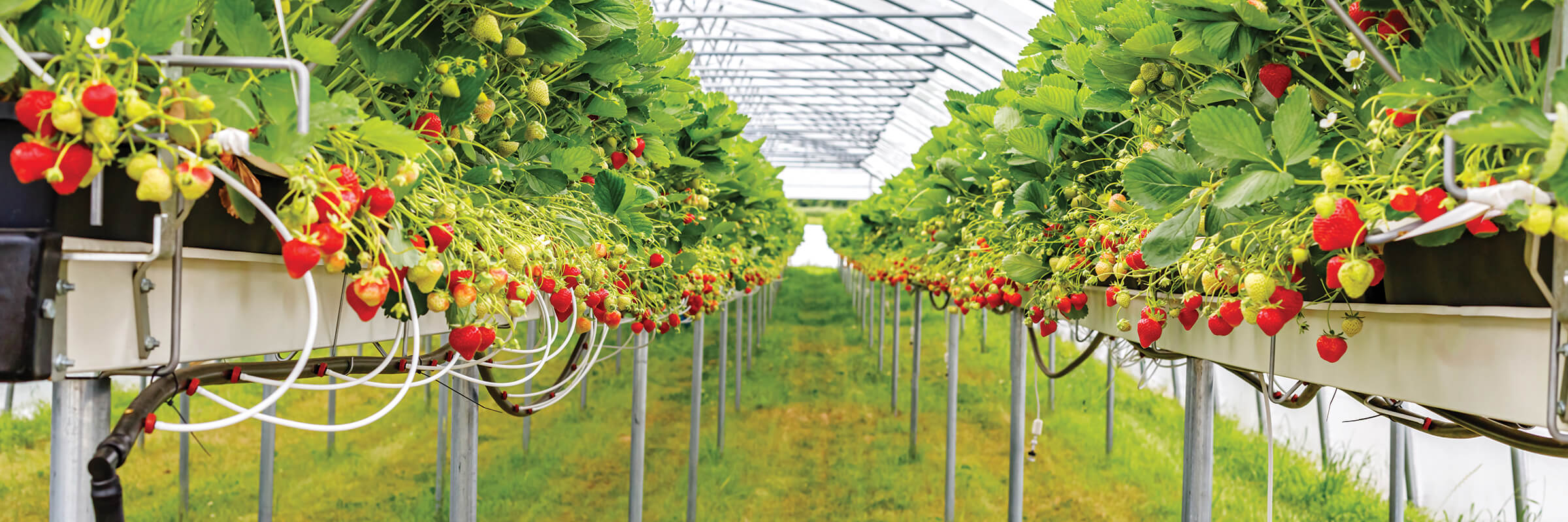 Designing An Efficient Drip Irrigation System In Commercial Cultivation