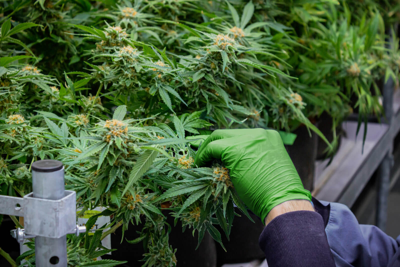 Cultural Practices that Help Pest Prevention and Control Hawthorne