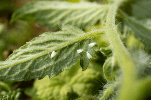 Major CBD Hemp Pests In Controlled Environments