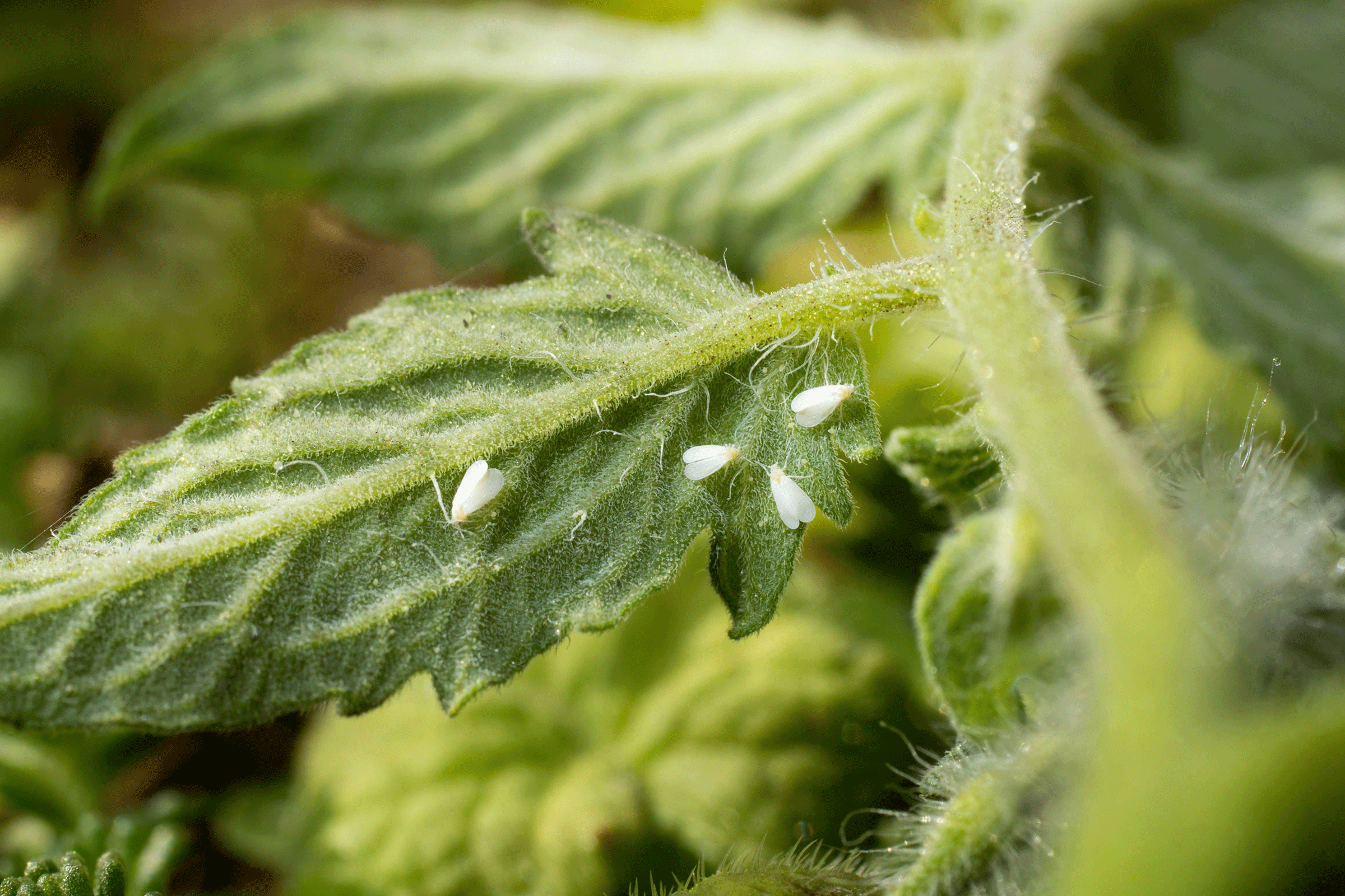 Major CBD Hemp Pests In Controlled Environments